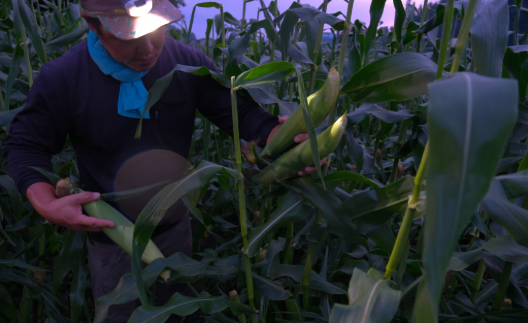 一番甘みが乗る「午前4時」に収穫。鮮度を逃さないよう、高原の冷気をまとったまま当日中に発送いたします。