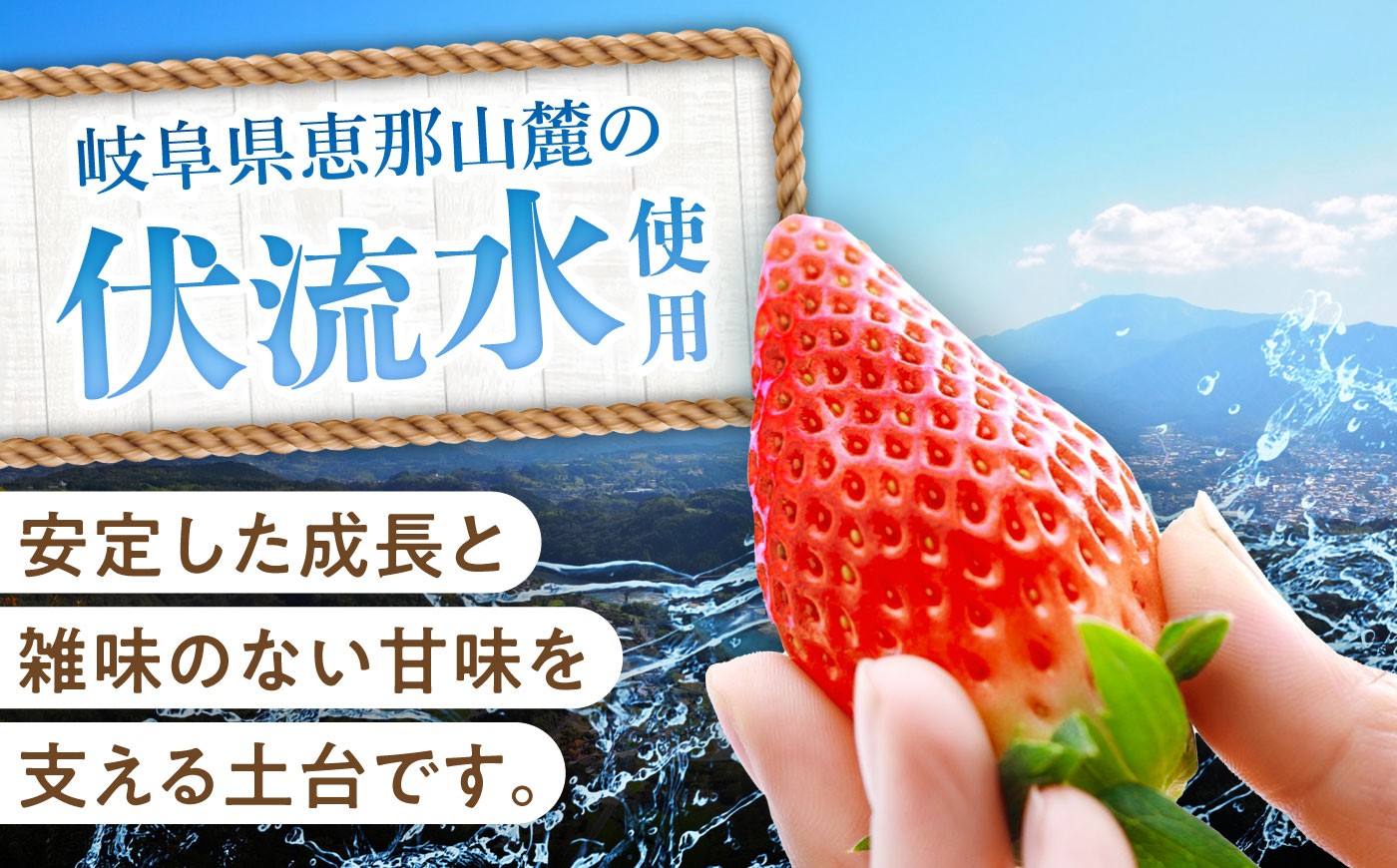 いちご イチゴ 苺 完熟 完熟苺 完熟いちご 完熟イチゴ ストロベリー 新鮮 甘い 果物 フルーツ