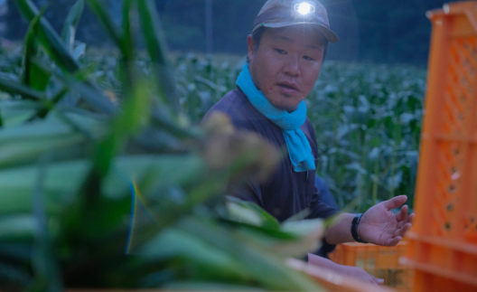 標高800m、火山灰土壌の恵みを一粒一粒に。TAKA農園が自信を持ってお届けする、本物の「完熟」をご賞味ください。