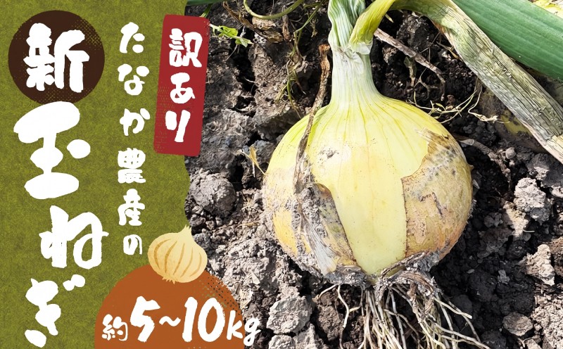 【先行予約】【訳あり】たなか農産の柳川産新玉ねぎ 約5kg