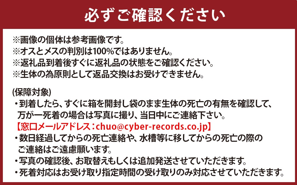 メダカしずくダルマ 2ペア 4匹