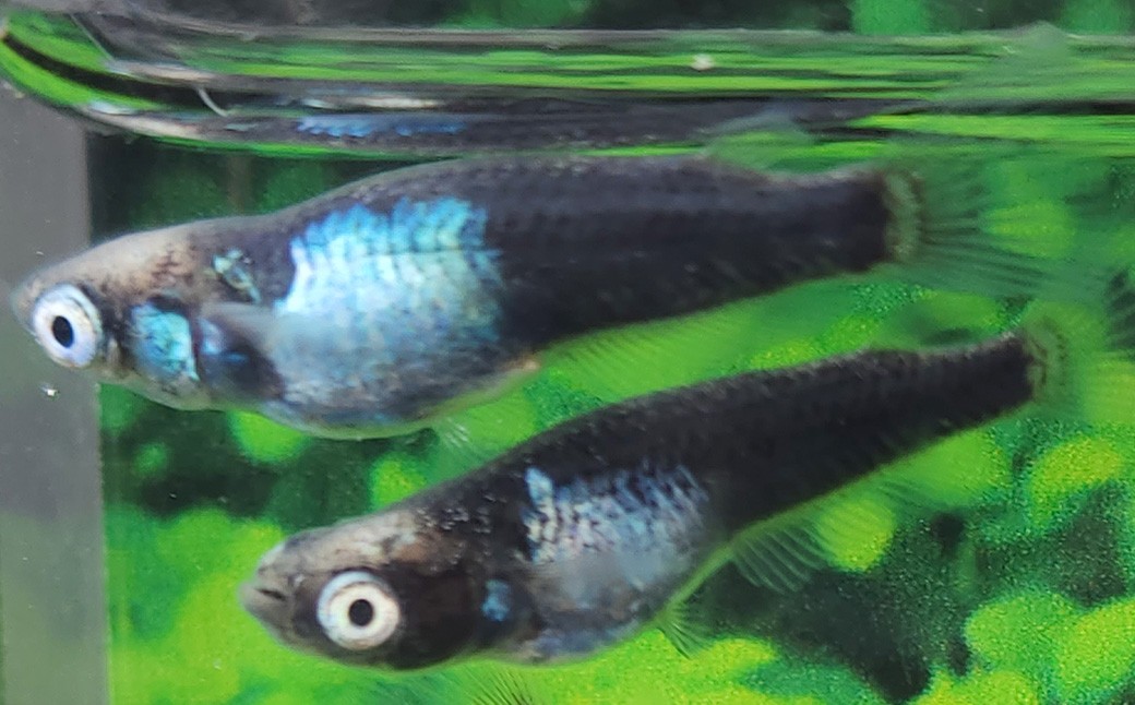メダカブラック我王 2ペア 4匹