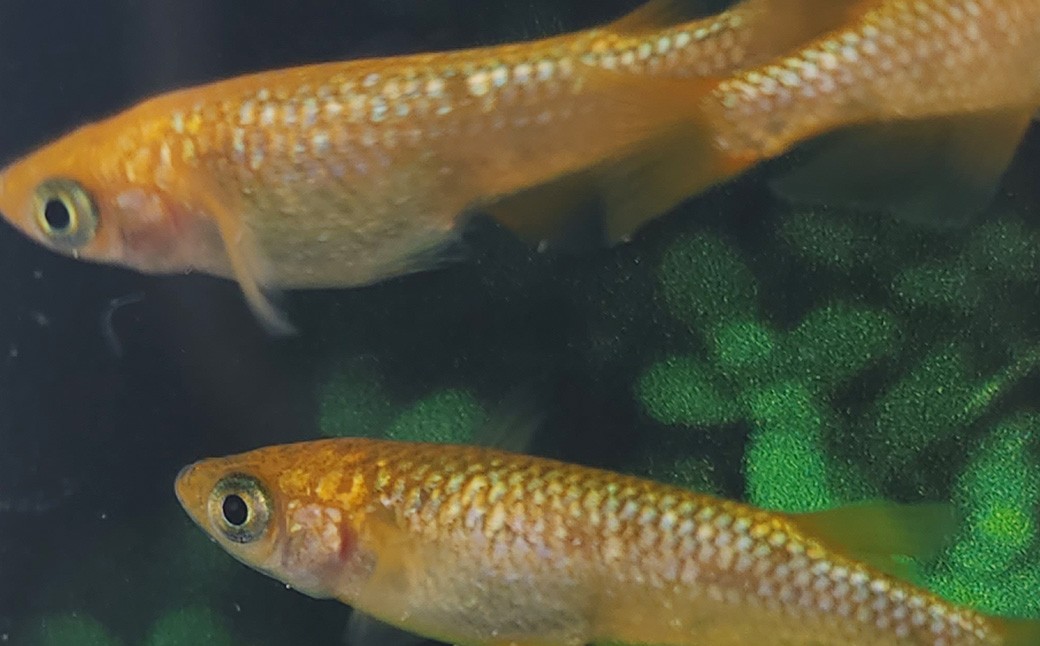 メダカサンシャイン 4ペア 8匹