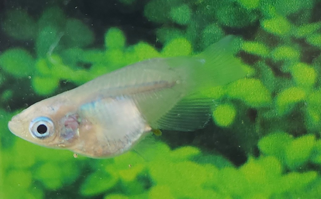 メダカしずくダルマ 2ペア 4匹