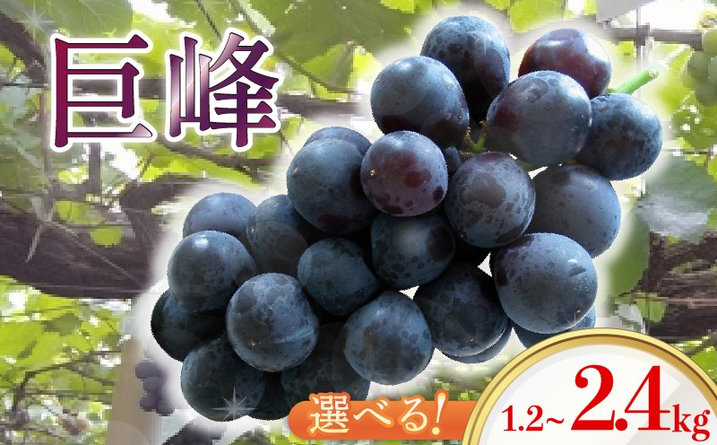 巨峰 300g×8パック 合計約2.4kg