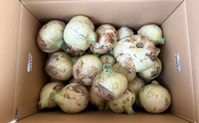 【先行予約】【訳あり】たなか農産の柳川産新玉ねぎ 約5kg