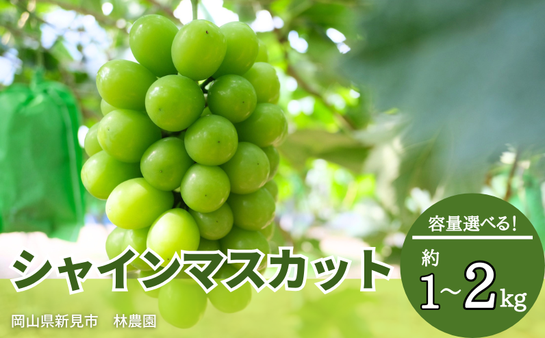 種がなく皮ごと食べることができる人気のシャインマスカットをお届けします。