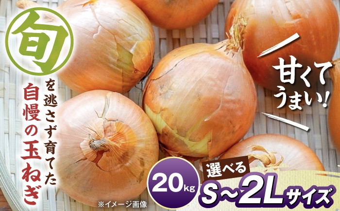 玉ねぎ たまねぎ タマネギ 玉葱 オニオン 旬 野菜 甘い 旨味 オニオンスープ カレー 滋賀県 長浜市 人気 おすすめ