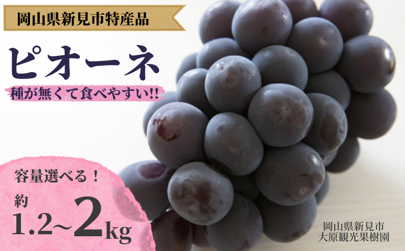 新見市の特産品ピオーネをお届けします。