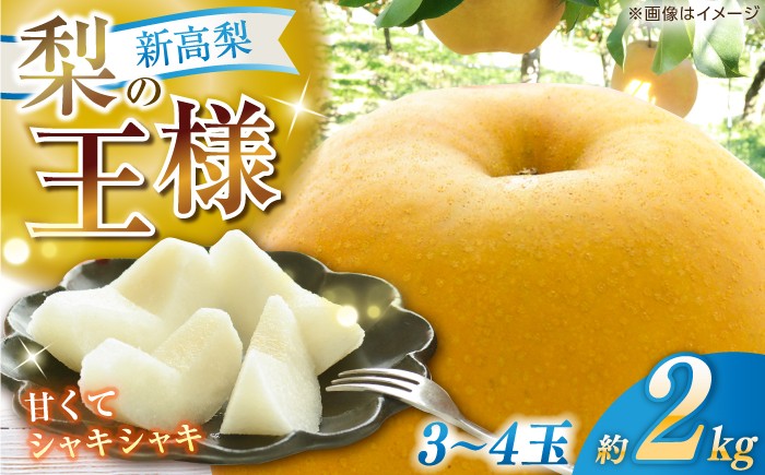 高知 針木 新高梨 梨 和梨 果物 フルーツ デザート