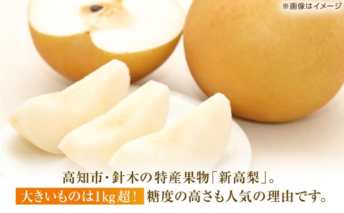 高知 針木 新高梨 梨 和梨 果物 フルーツ デザート