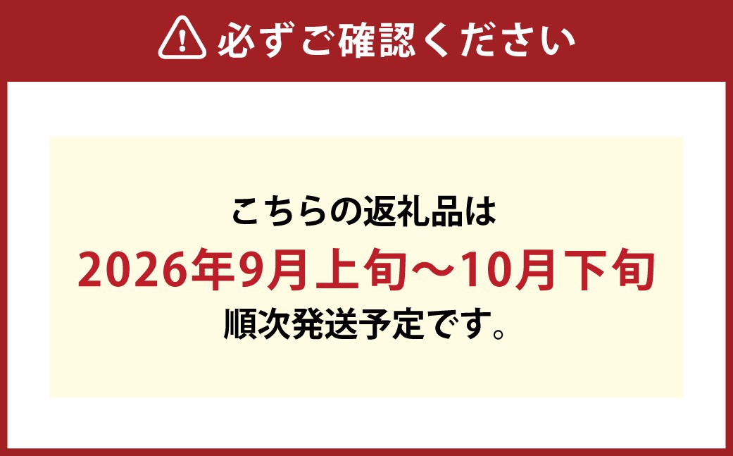 訳ありつる付きニューピオーネ3房露地栽培