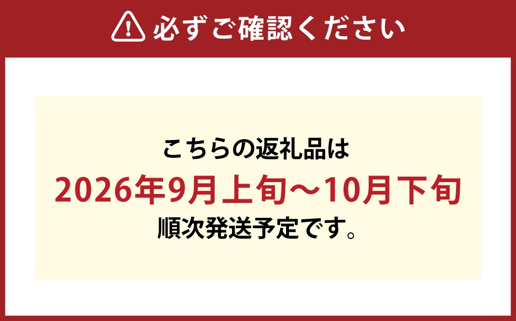 訳あり晴王つる付きシャインマスカット2房（1房530g以上）露地栽培
