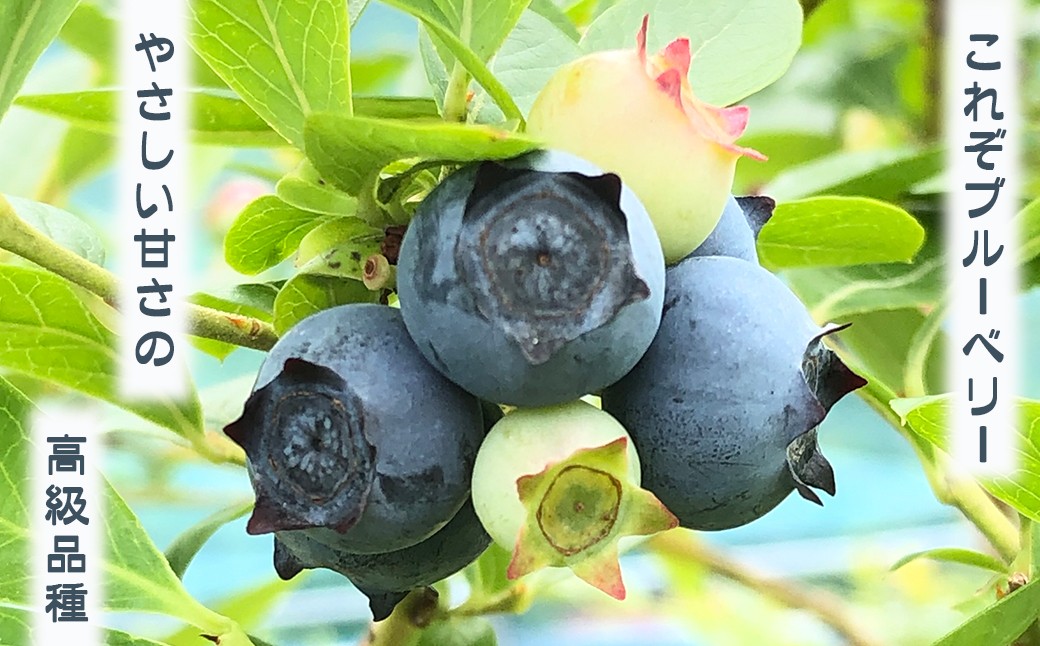 大粒で、果皮が薄く酸味と甘みのバランスが良い「ハイブッシュ系ブルーベリー」を冷凍してお届けします。