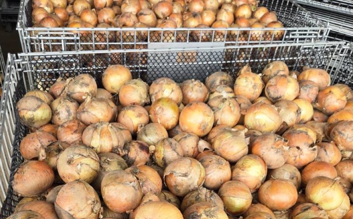 玉ねぎ たまねぎ タマネギ 玉葱 オニオン 旬 野菜 甘い 旨味 オニオンスープ カレー 滋賀県 長浜市 人気 おすすめ