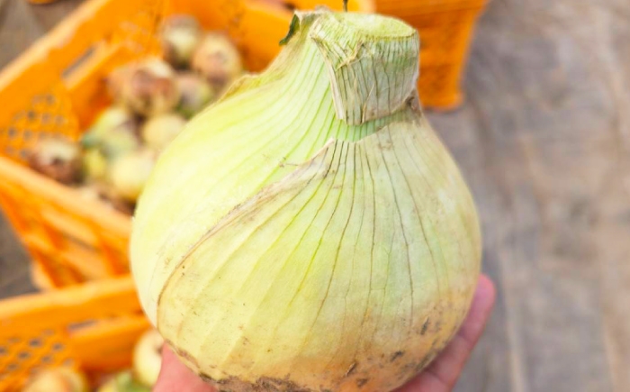 【訳あり】玉ねぎ10kg 玉ねぎ たまねぎ タマネギ 玉葱 オニオン 訳アリ わけあり玉ねぎ 野菜 玉ねぎ 滋賀県 長浜市 人気