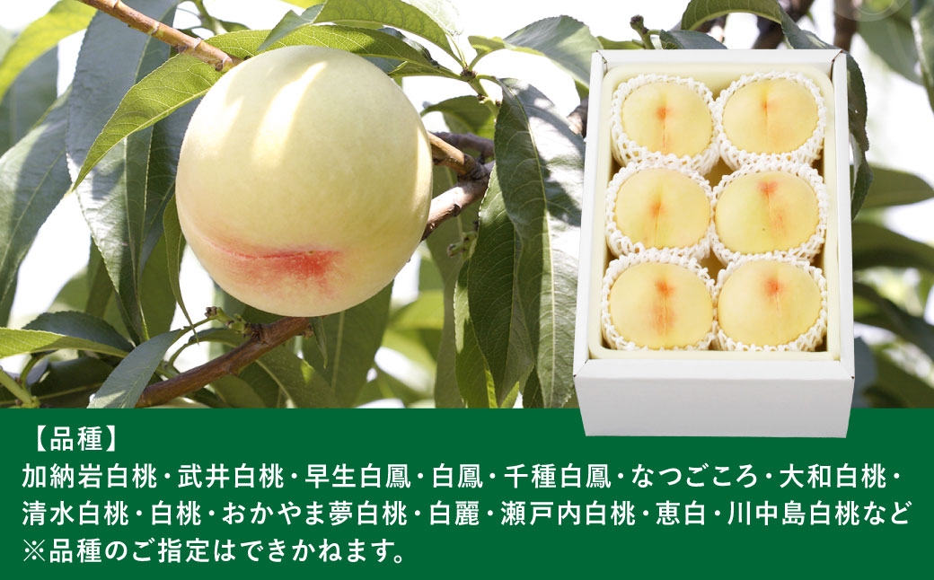 岡山白桃中世6玉240g以上
