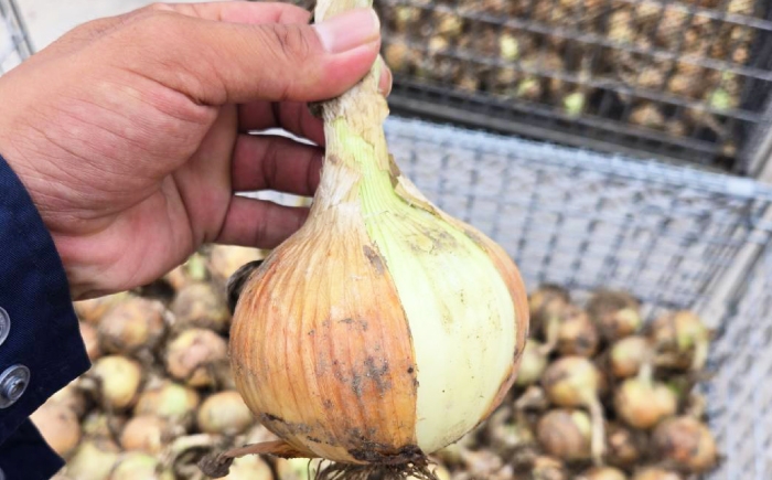 玉ねぎ たまねぎ タマネギ 玉葱 オニオン 旬 野菜 甘い 旨味 オニオンスープ カレー 滋賀県 長浜市 人気 おすすめ