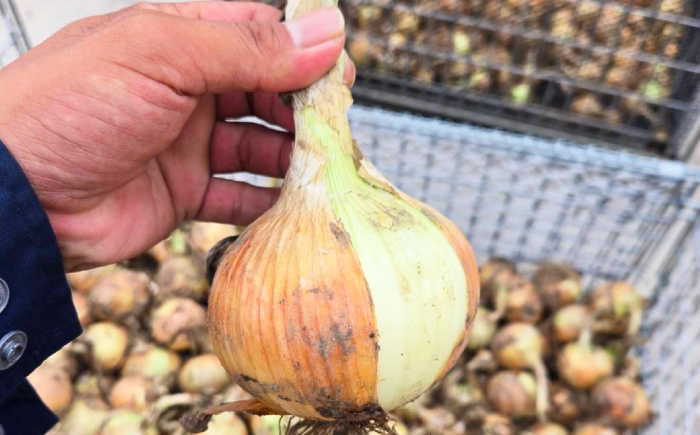 【訳あり】玉ねぎ10kg 玉ねぎ たまねぎ タマネギ 玉葱 オニオン 訳アリ わけあり玉ねぎ 野菜 玉ねぎ 滋賀県 長浜市 人気