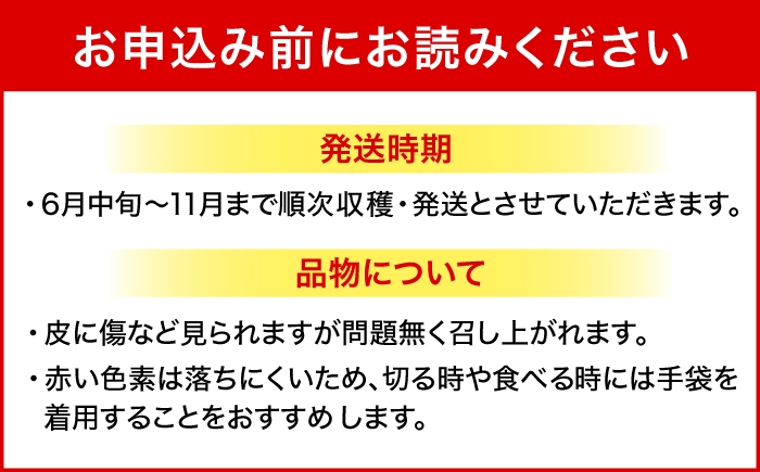 フルーツ ふるーつ Fruit 赤 果肉 レッド ピタヤ 青果 果実 国産 産地直送 小玉 果物 火龍果 トロピカル くだもの