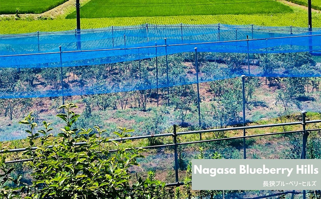 収穫時期は7月下旬～８月下旬。摘み取り体験が人気の「長狭ブルーベリーヒルズ」