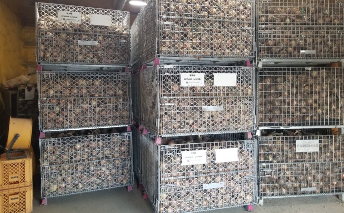 【訳あり】玉ねぎ10kg 玉ねぎ たまねぎ タマネギ 玉葱 オニオン 訳アリ わけあり玉ねぎ 野菜 玉ねぎ 滋賀県 長浜市 人気