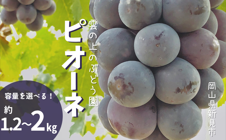 雲の上のぶどう園から、ピオーネをお届けします！