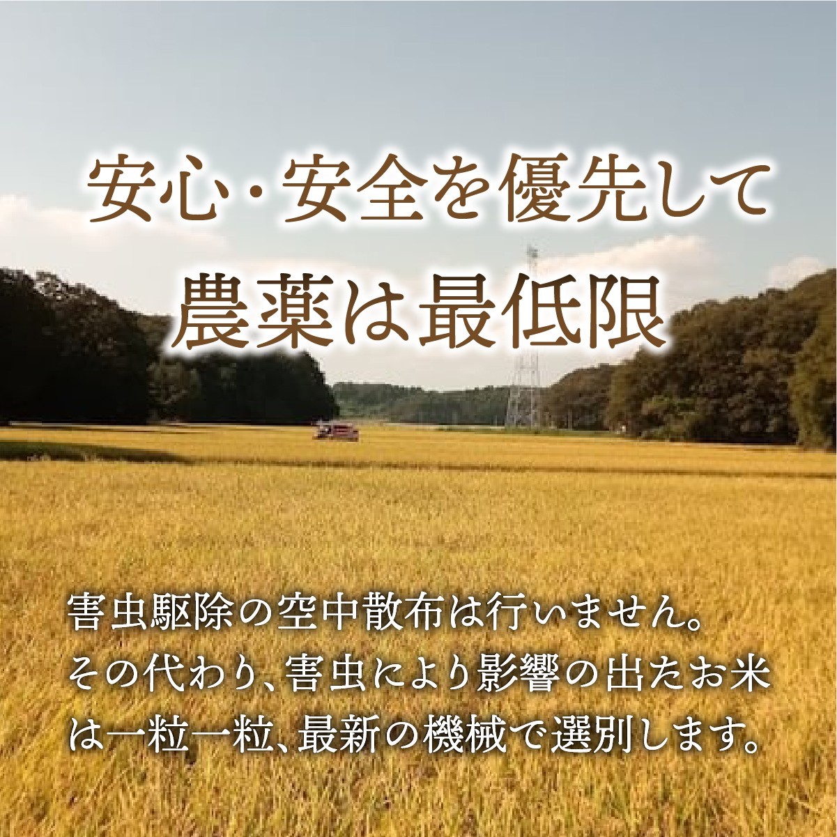 こしひかり コシヒカリ ごはん ご飯 ライス ふくまる フクマル お米 米 こめ コメ 白米 精米