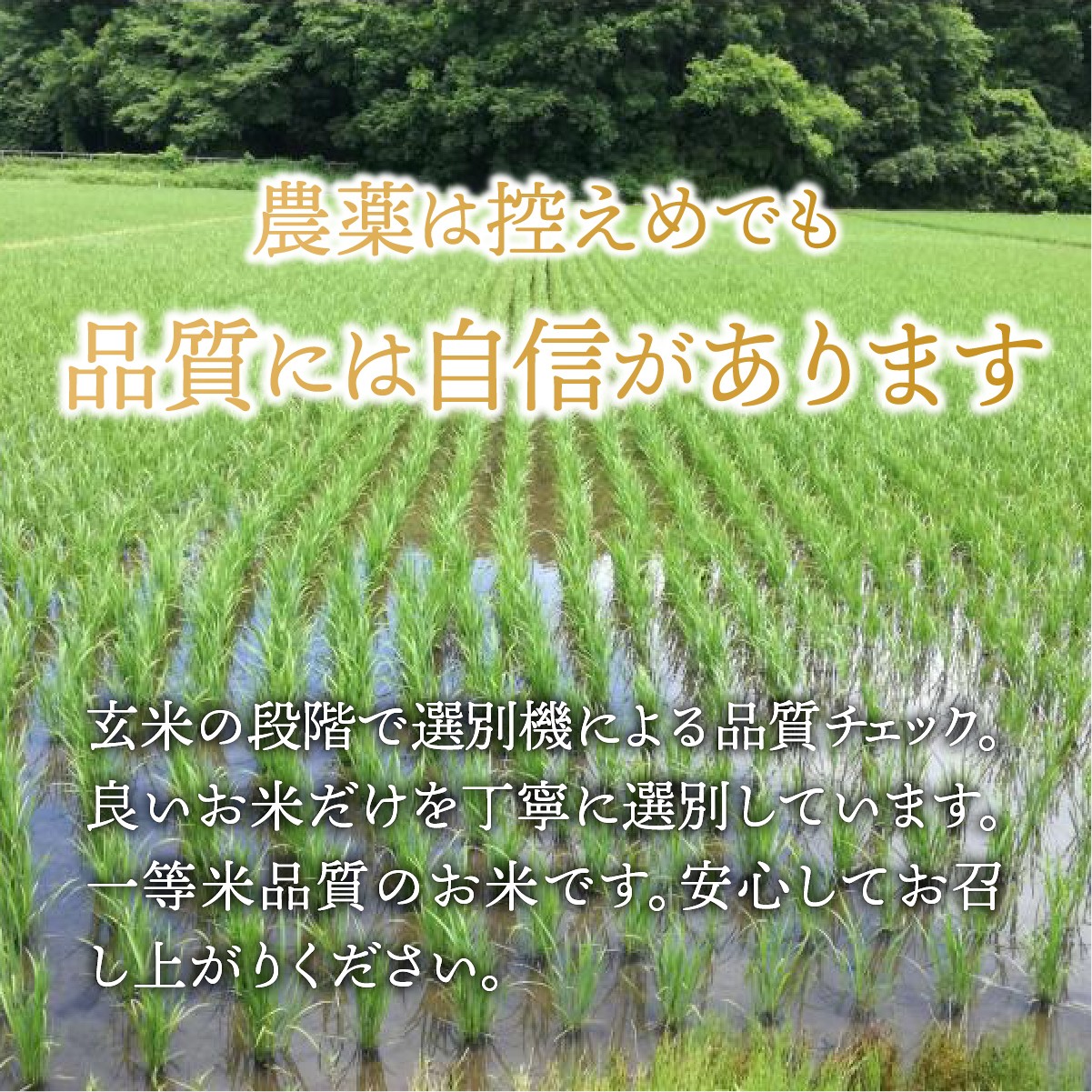 こしひかり コシヒカリ ごはん ご飯 ライス ふくまる フクマル お米 米 こめ コメ 白米 精米