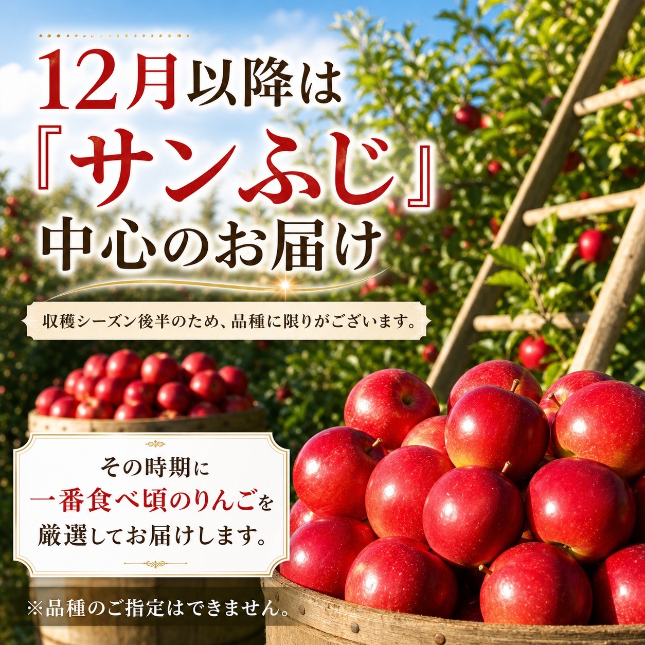 信州長野県産　完熟 サンふじりんご をお届します