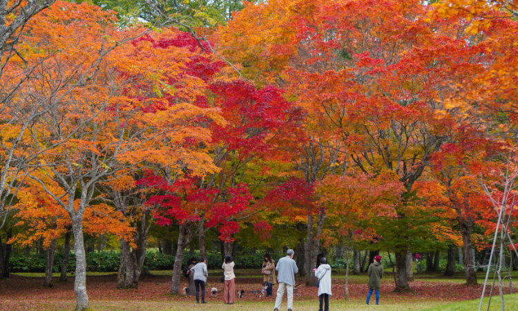 福原山荘の紅葉は贅沢です。