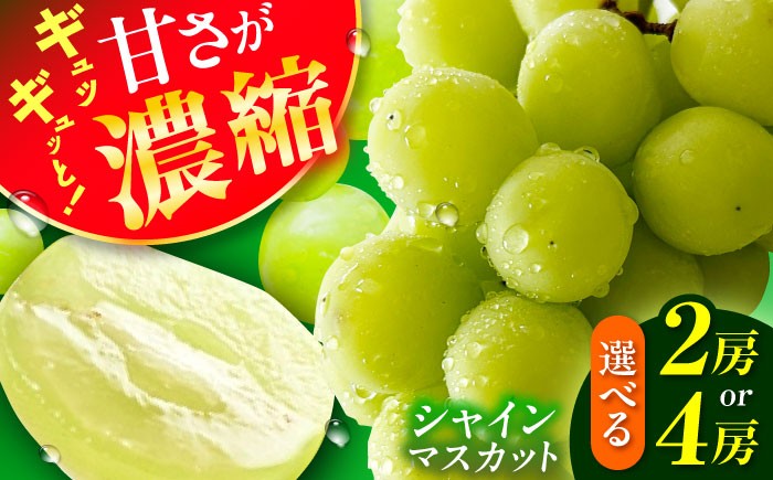 果物 シャインマスカット マスカット ブドウ 旬 フルーツ