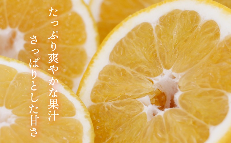 愛南ゴールド　愛媛県愛南町産
