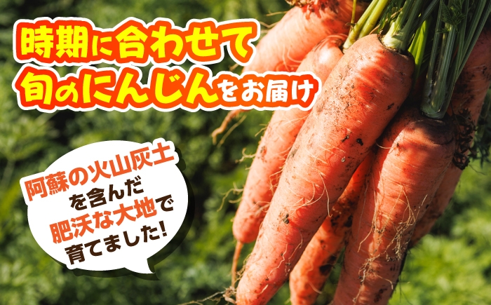 にんじん アロマレッド 翔彩 菊陽にんじん 西洋にんじん ニンジン 人参 野菜 熊本 菊陽