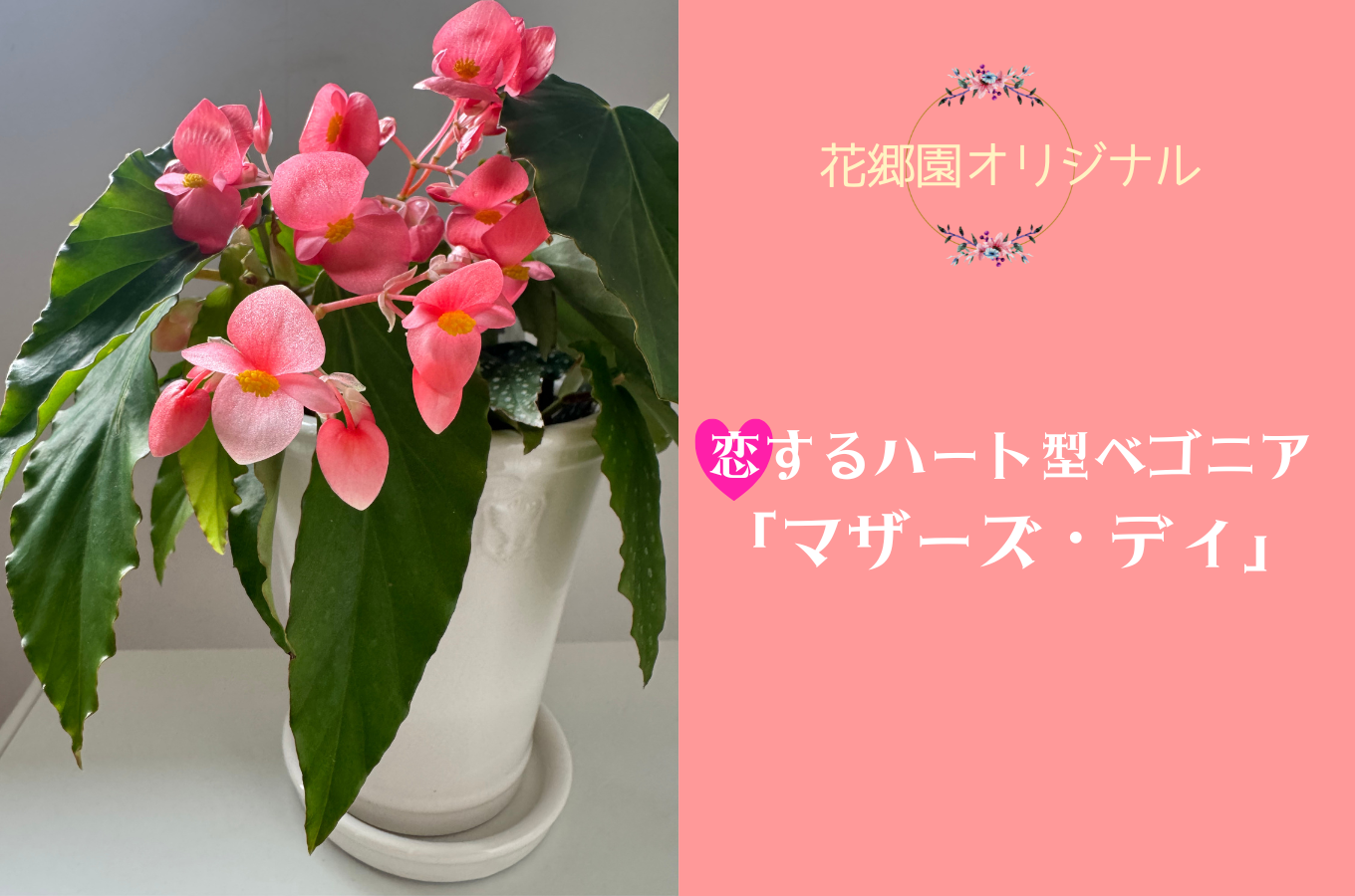 オリジナル品種「マザーズ・ディ」は母の日頃から咲く、四季咲きロングセラー!　
