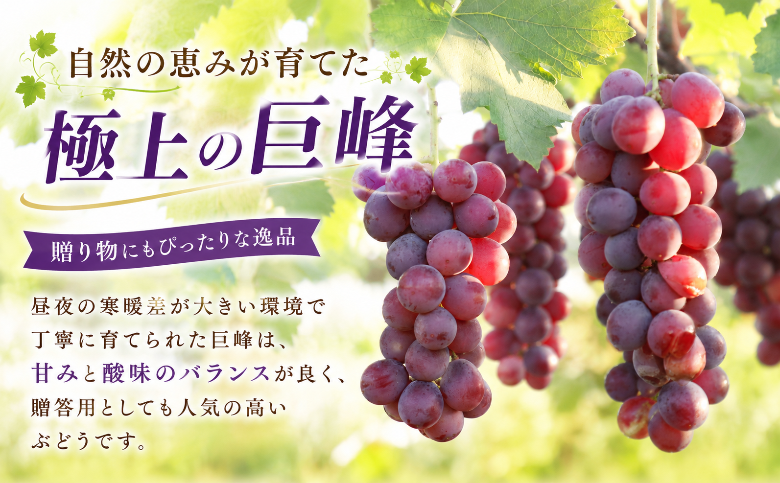 巨峰 300g×4パック 合計約1.2kg
