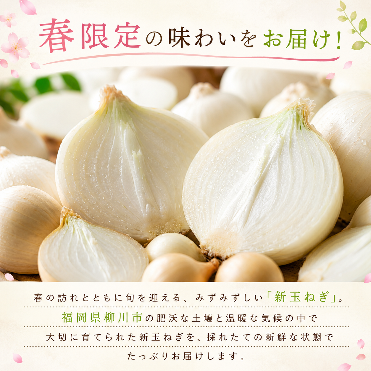 【先行予約】【訳あり】たなか農産の柳川産新玉ねぎ 約5kg