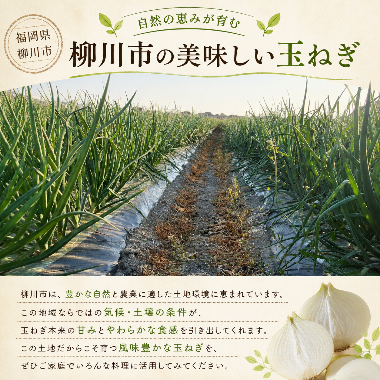 【先行予約】【訳あり】たなか農産の柳川産新玉ねぎ 約5kg