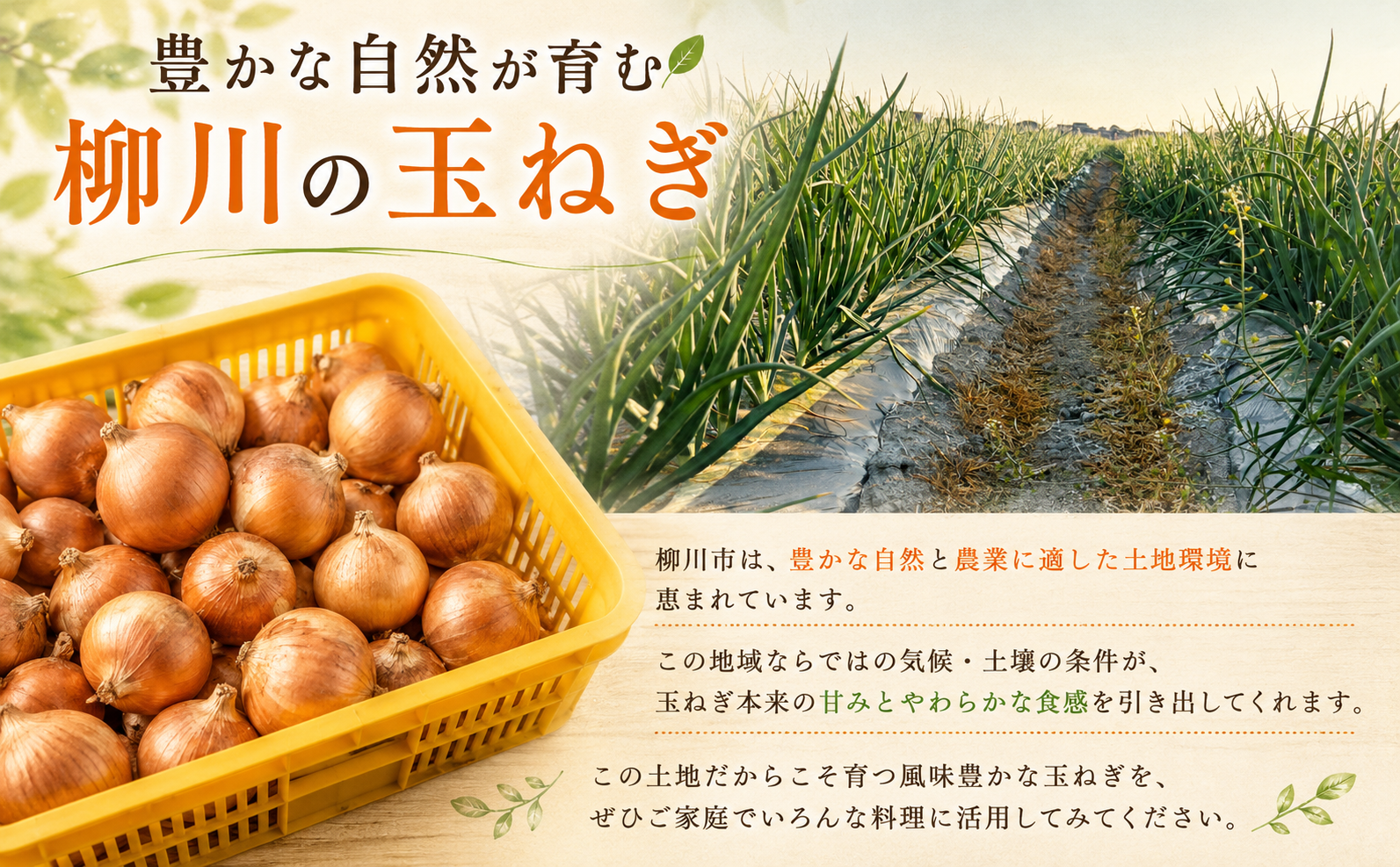 【先行予約】【訳あり】たなか農産の柳川産新玉ねぎ 約5kg