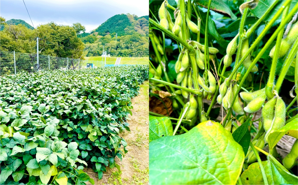 幻の大豆身延町特産あけぼの大豆約300g×2袋×2箱