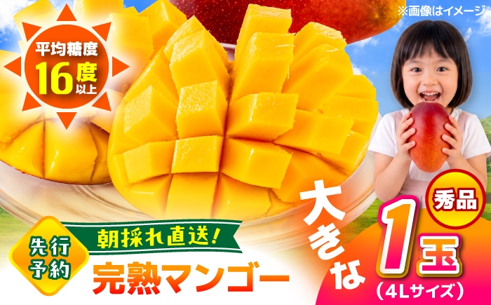 秀品 菊池マンゴー1玉 625g以上 4Lサイズ