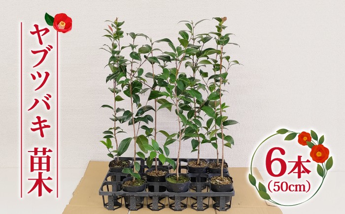 五島列島に自生するヤブツバキの苗木です。冬に赤い花が咲きます。
