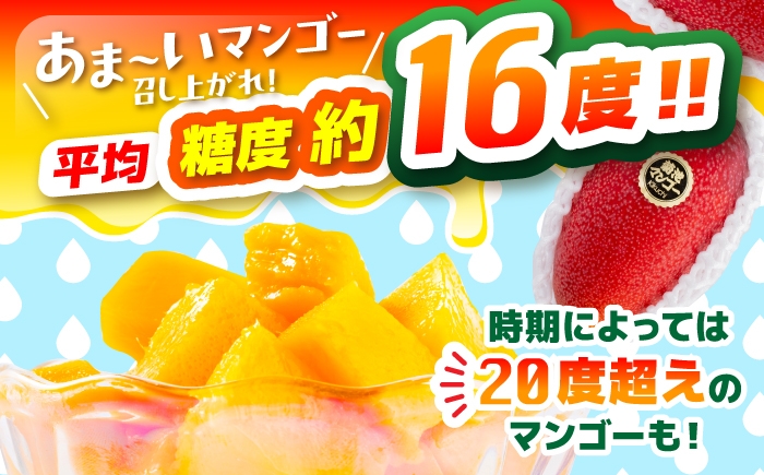 秀品 菊池マンゴー1玉 625g以上 4Lサイズ