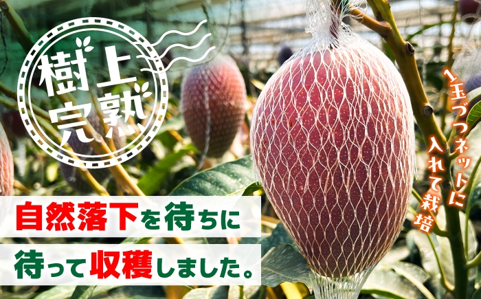 秀品 菊池マンゴー1玉 625g以上 4Lサイズ