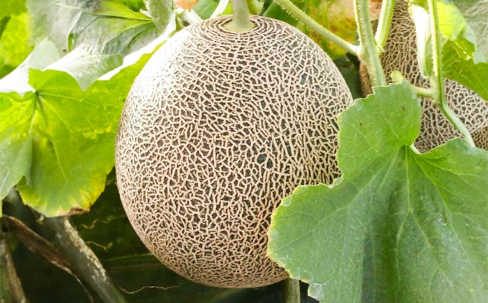 肥後グリーンメロン2玉 / メロン 熊本 めろん フルーツ 果物 ジューシー 家族 ご褒美