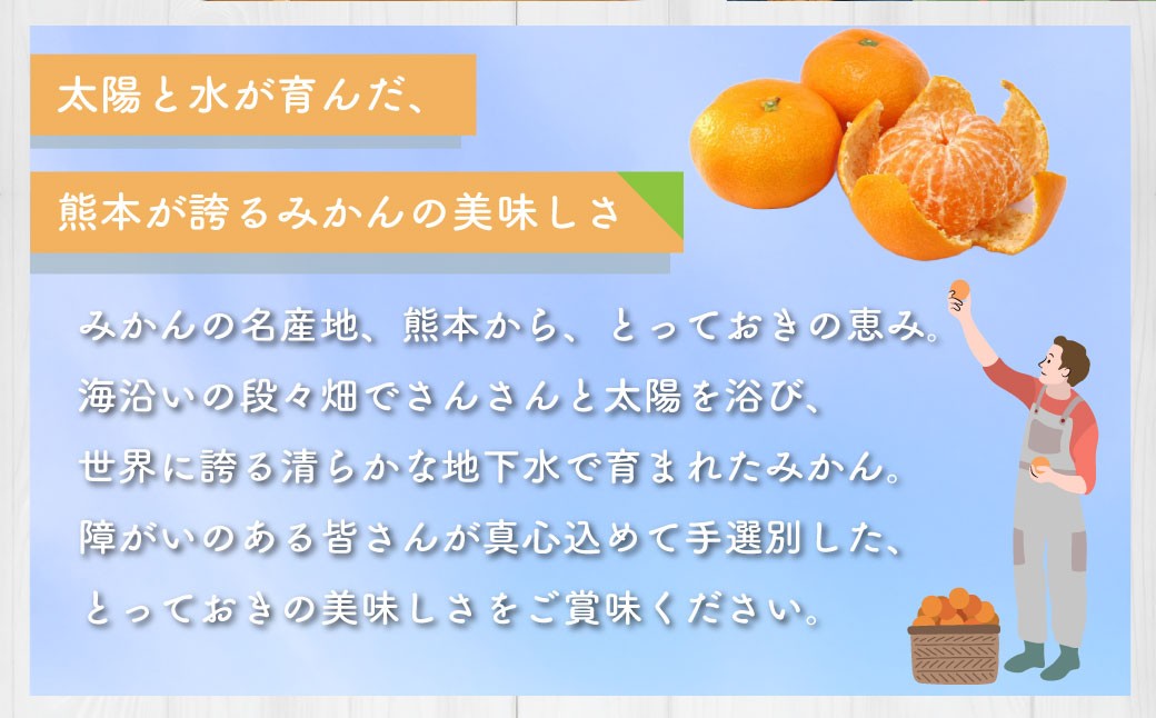 熊本県産　みかん　【手選別まごころ選果】約3kg　サイズ2L～S