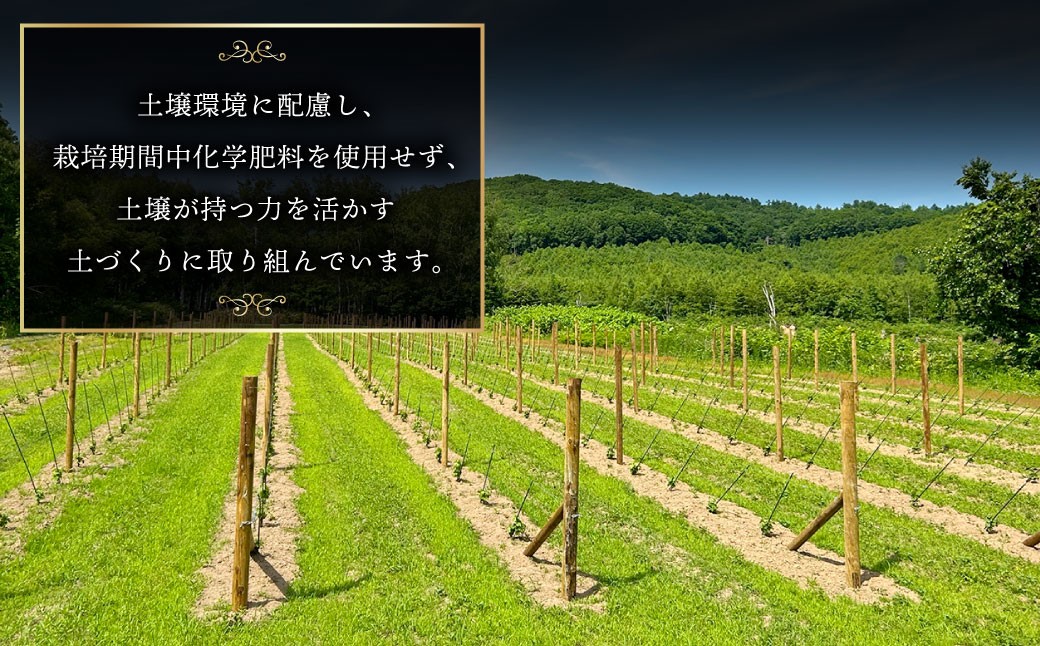 オレンジワイン 山麓のアンバー Pinot Gris 2024