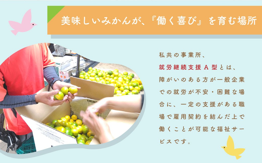 熊本県産　みかん　【手選別まごころ選果】約3kg　サイズ2L～S