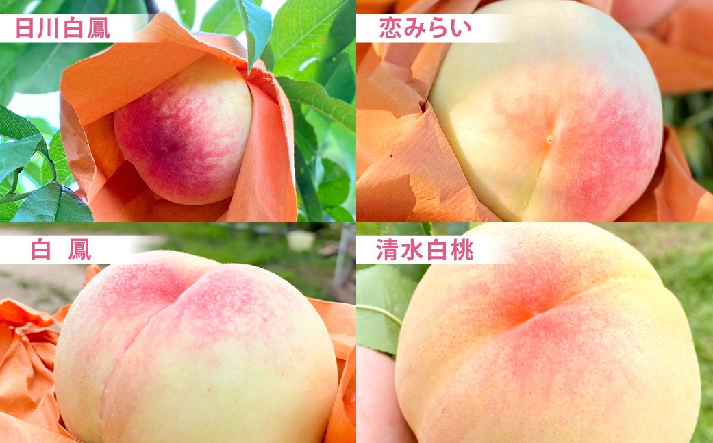 モモナピーチファームの桃 1.5kg（5～7玉） 
