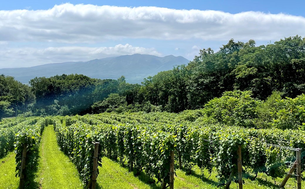 オレンジワイン 山麓のアンバー Pinot Gris 2024